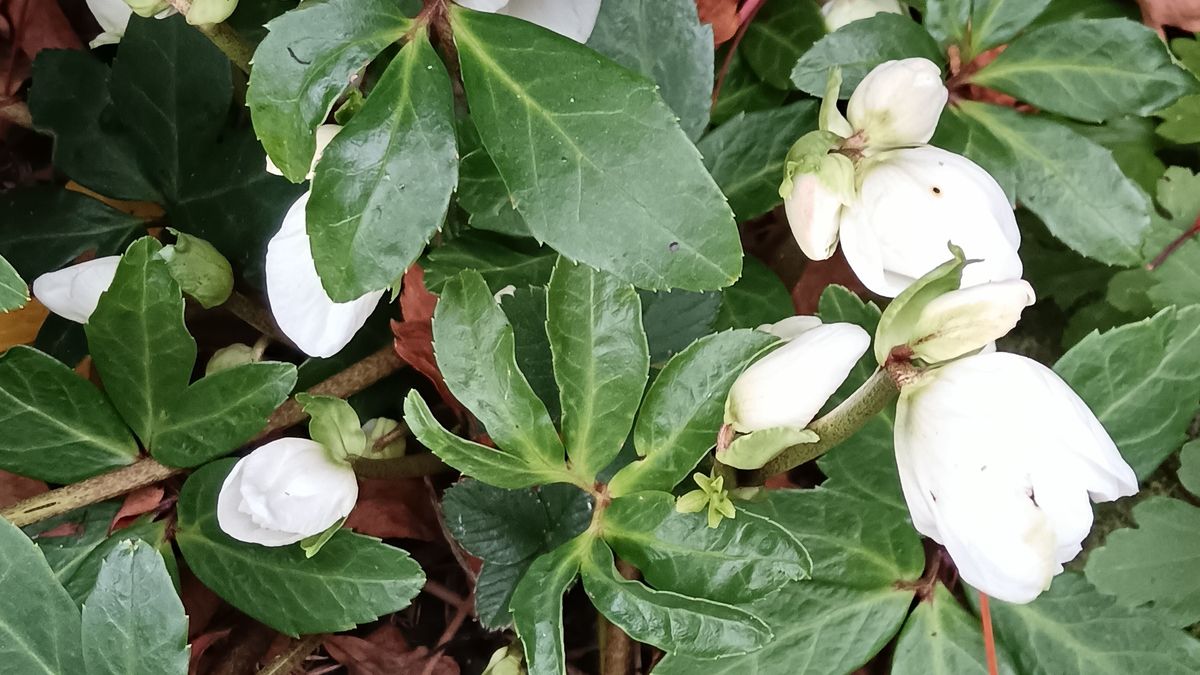 Bimbózik a téli hunyor