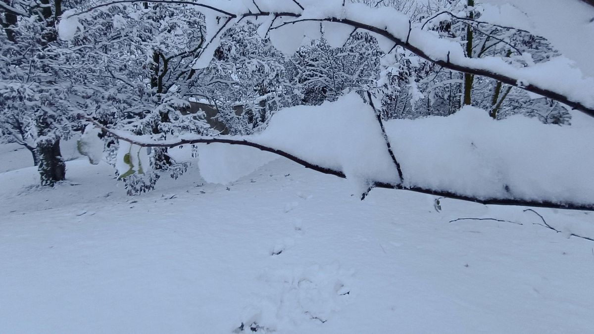 Erősödik a szél a Bakonyban, vezessen óvatosan! (videó)