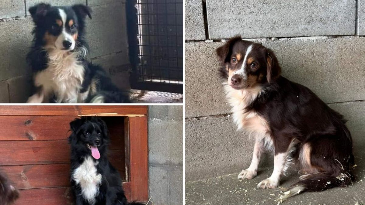 Csöngei szaporítótelepről mentett kutyák lelkét gyógyítják a komáromi rexesek