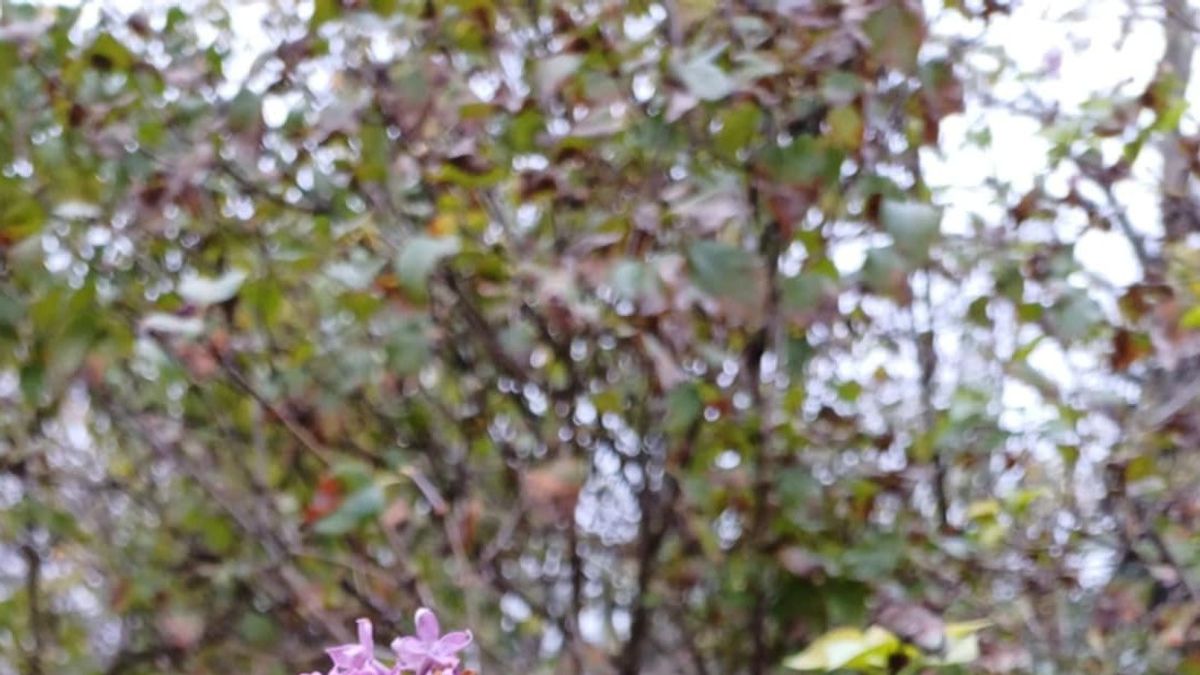 Orgonavirágzás novemberben