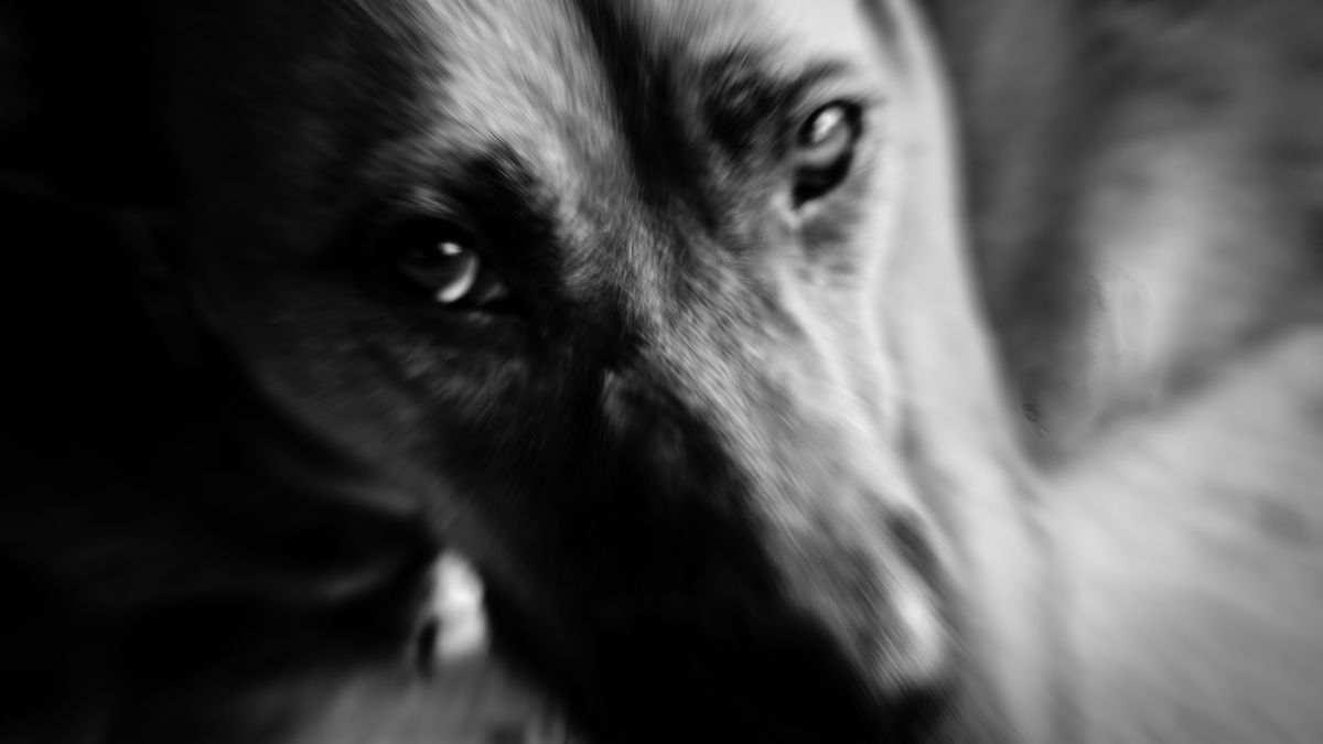 Kocsihoz kötöttek ki egy kutyát a téli hidegben, szörnyű kínok között pusztult el