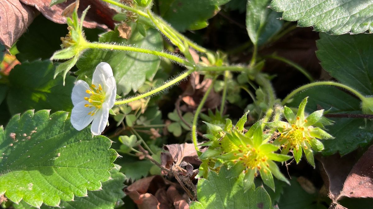 Eper mindenszentekkor?