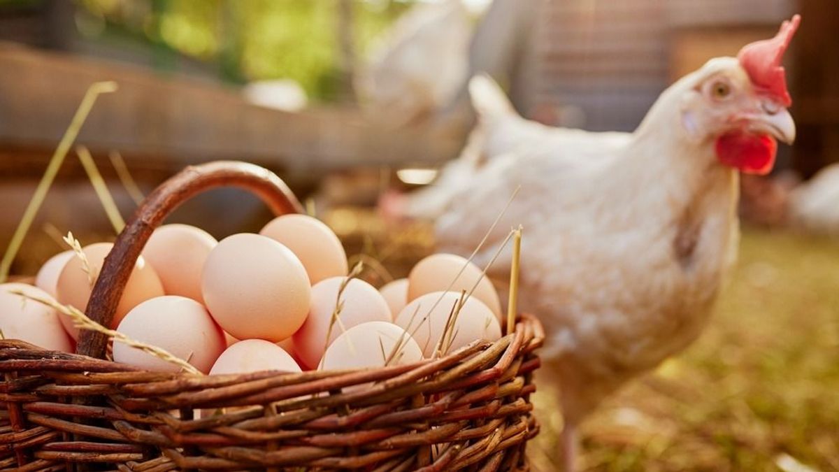 Na végre! A tudomány kiderítette, hogy a tyúk vagy a tojás volt előbb
