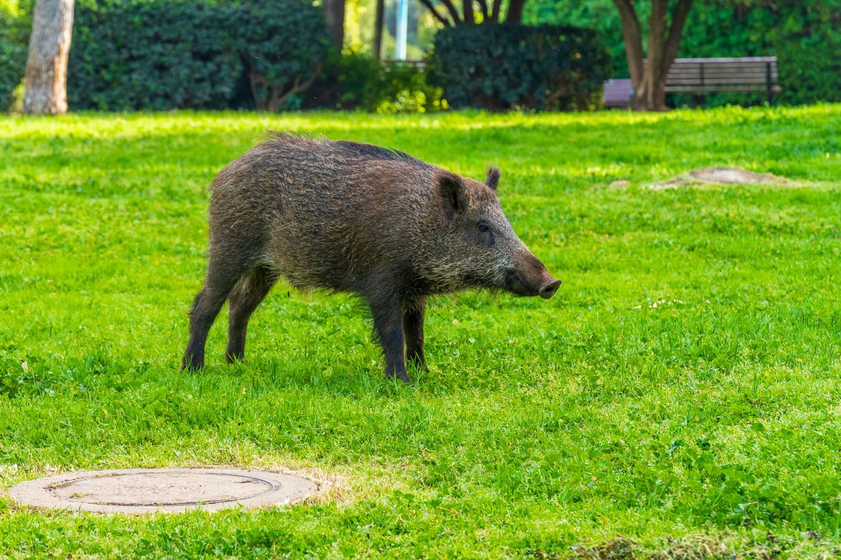 A településeken is megjelent vadak károkozása sok gondot okoz 
Illusztráció: Shutterstock