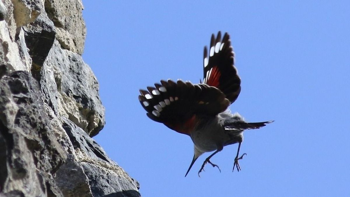 Ritka téli vendég a Somlón