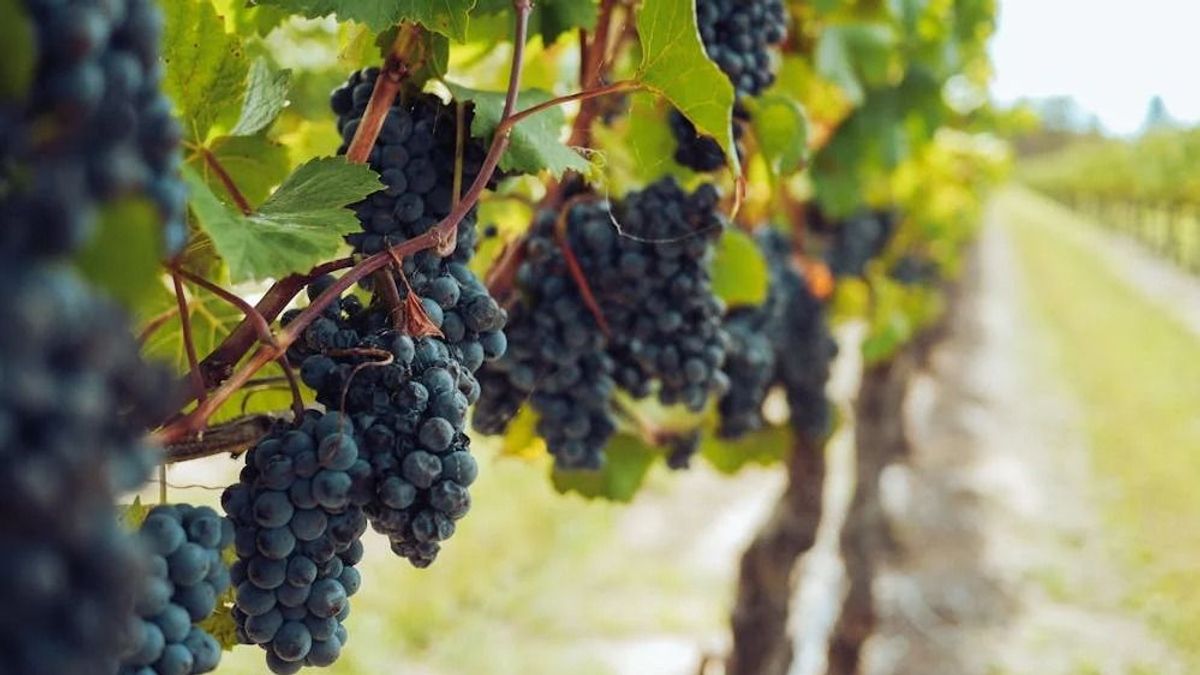 Szőlőlopás: megrengette az ágazatot a füredi borász esete