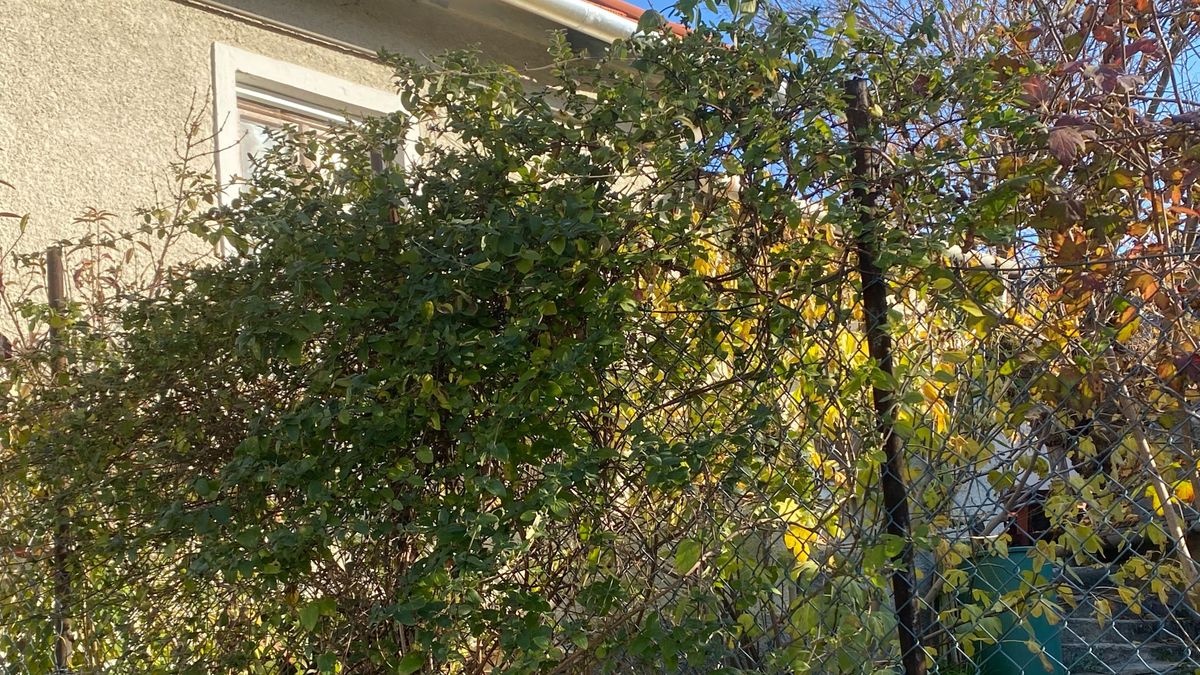 Rablás áldozata lett a veszprémi zenetanár?