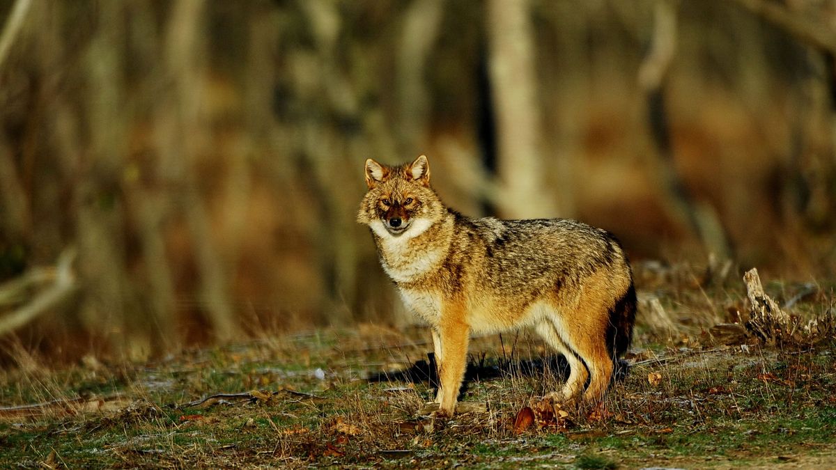 Aranysakál – nem biztos, hogy ő a bűnös