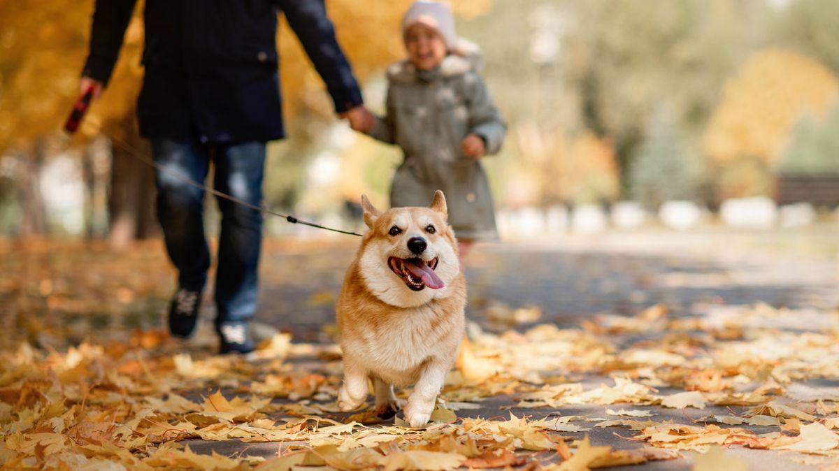 Az állatvédelem közös ügyünk
