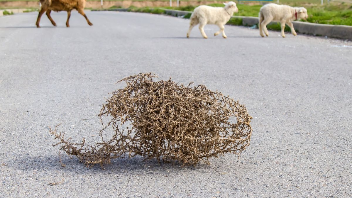 Vadnyugati film nincs nélküle, de itt lakik a szomszédban - mi az?