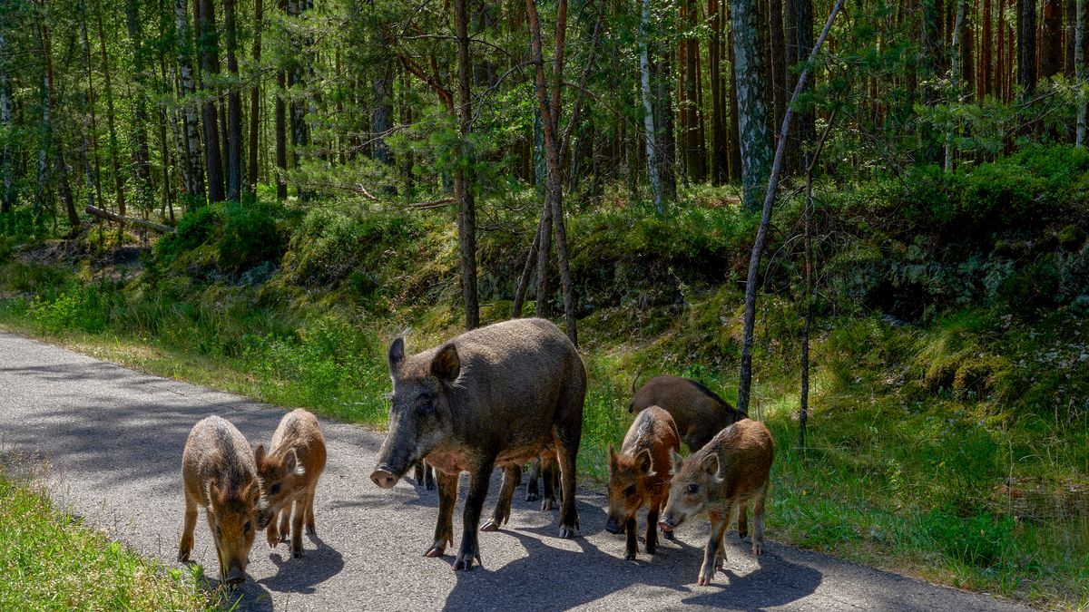 Vadak károkozása temetőben, parkban, kertben