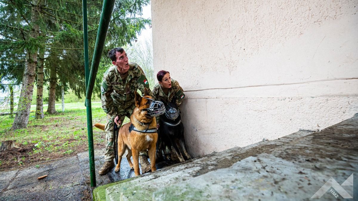 Robbanóanyag-kereső kutyák akcióban: vizsgáztak a honvédség négylábú katonái (videó)