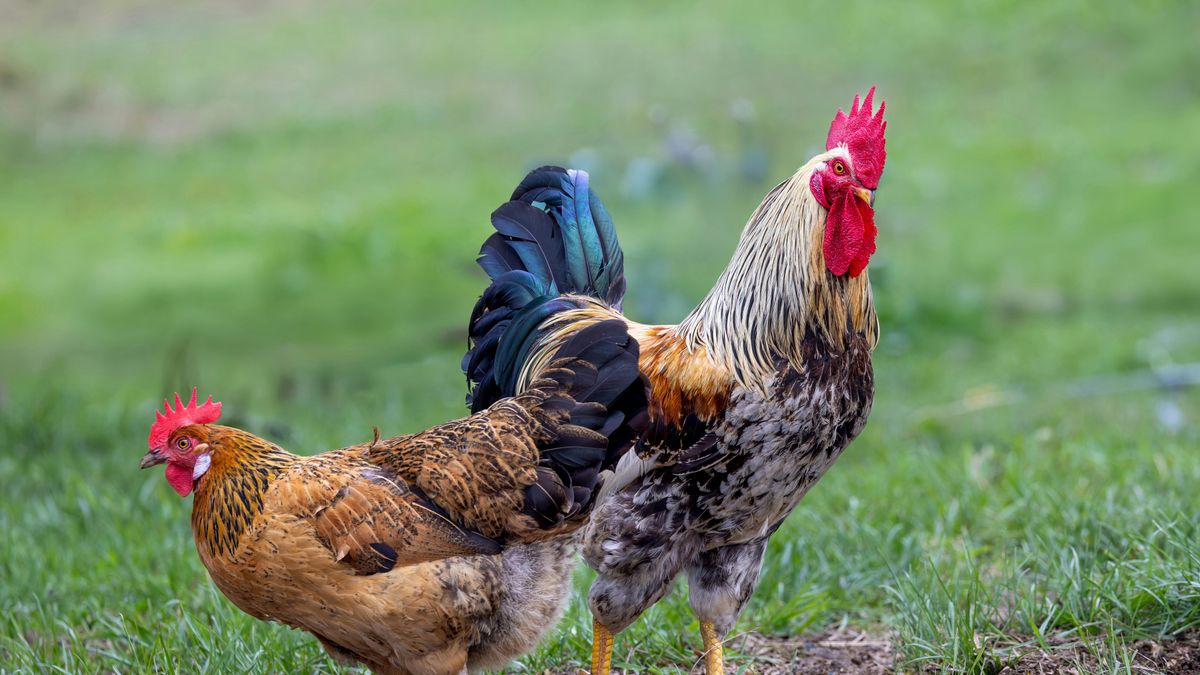 A szomszéd megyében csapott le a madárinfluenza