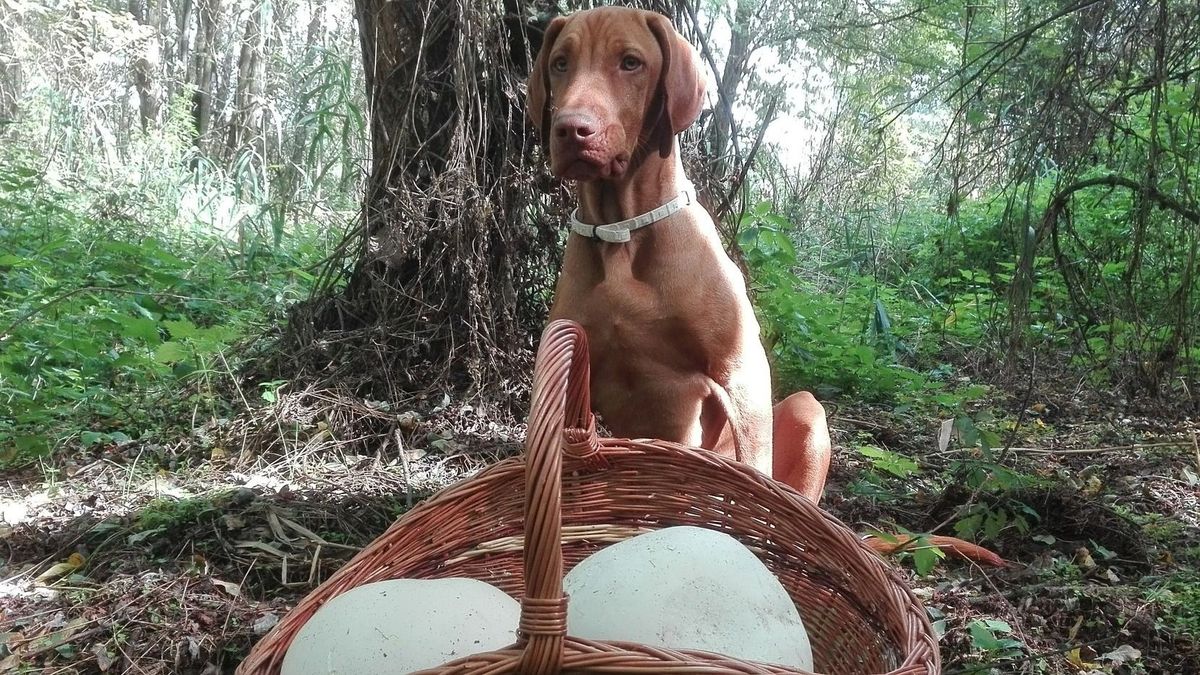 Most könnyű sok gigagombát szedni, ezért három könnyű módszert javaslunk tartósításhoz (képgaléria)