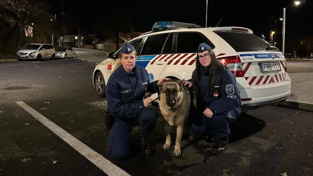 Elkóborolt németjuhásznak segítettek a veszprémi rendőrök