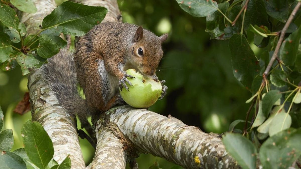 Saci, a mókus megmutatja, hogyan kell almát hámozni (videó)