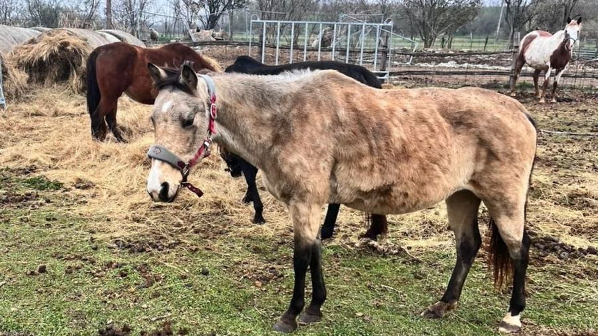 Pokolból a paradicsomba, Csöngéről a Bakonyba – Négy kancát megmentettek (videó)
