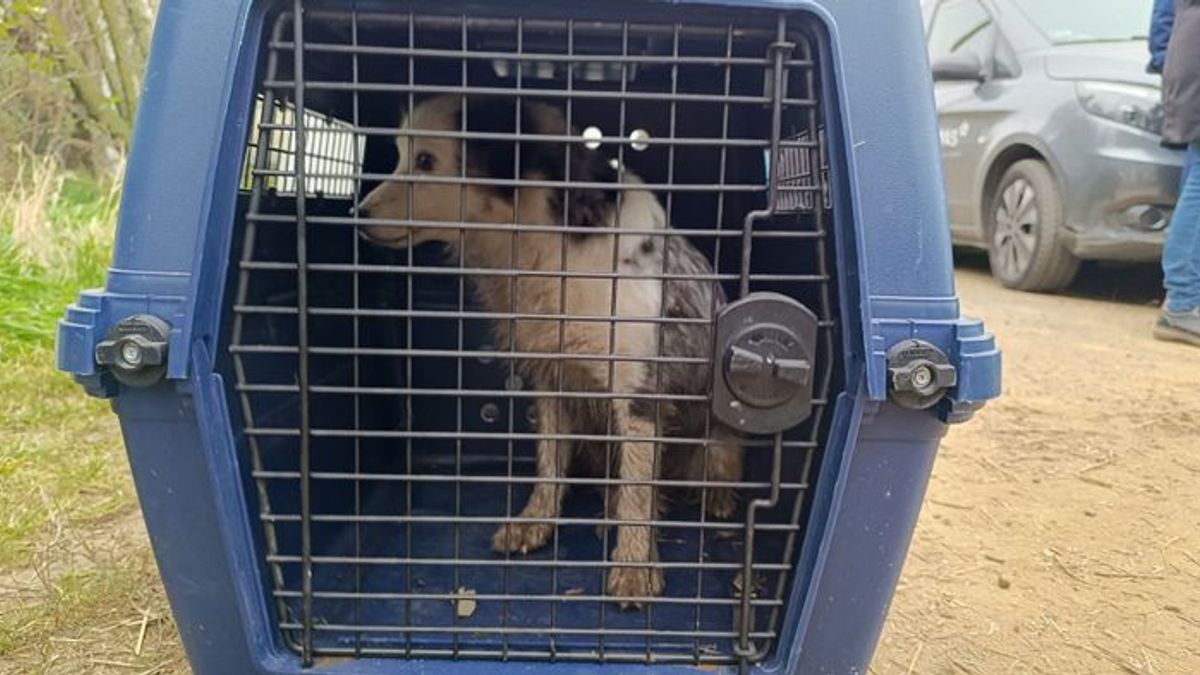 Rengeteg kutyát tartottak borzasztó körülmények között