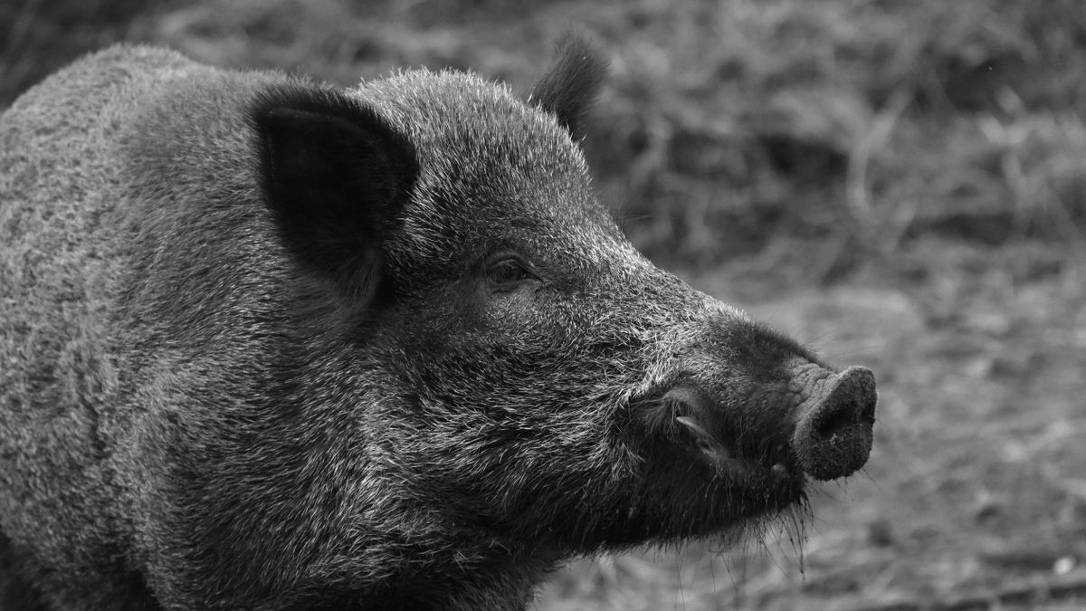 A turisták már nem, de a vaddisznók még fürdenek a Balatonban (videó)