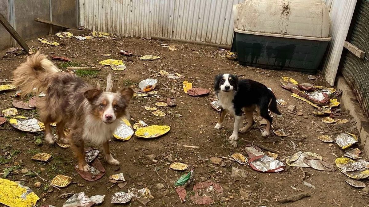 Nemzetközi feketelistára kerülhetnek az állatkínzók és az illegális szaporítók