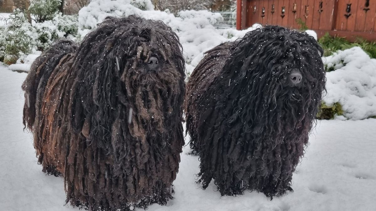 Lelki gyógyír egy kedves eb, de mi van, ha ő is depis lesz? (videó)