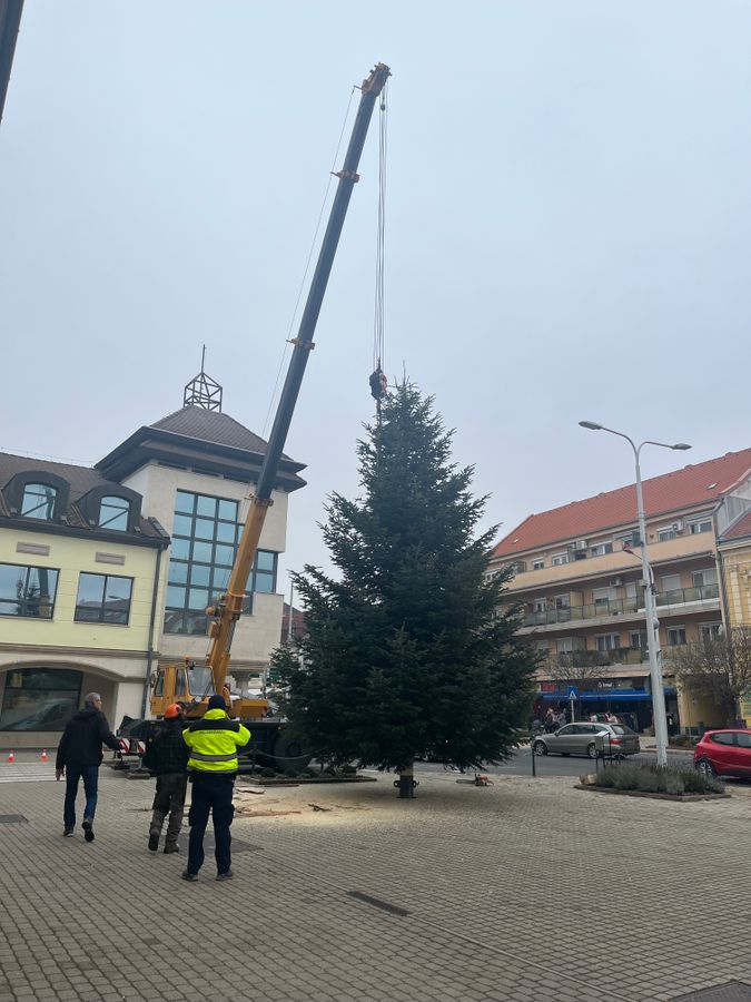 A Nordmann-fenyő vízkeresztig díszíti a városközpontot