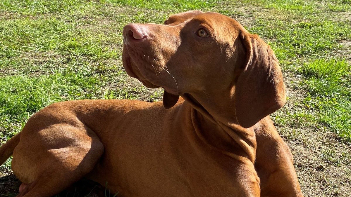 Mindenki irigyli a vadászt, akinek hipp-hopp italt tud vinni a vizslája (videó)