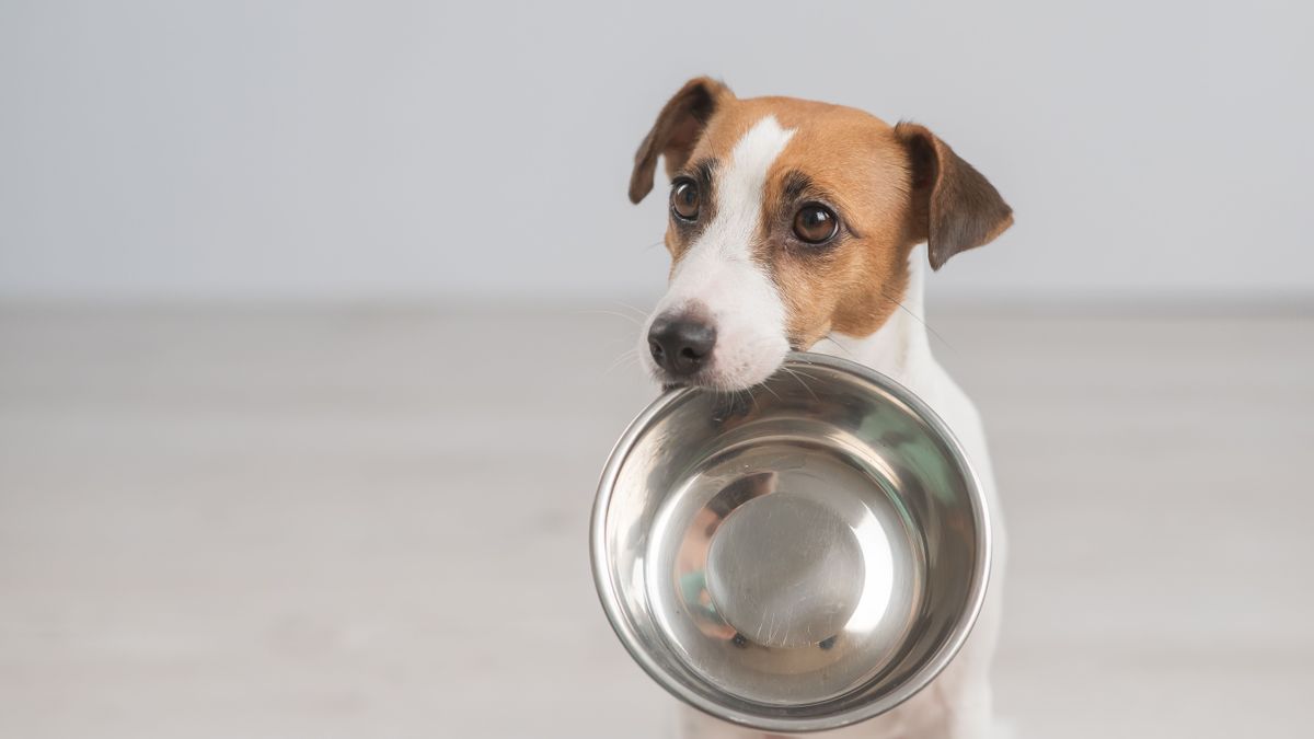 Figyelem! Ez a növény mérgező lehet a kutyáknak