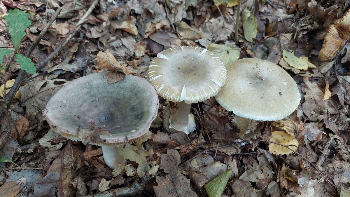 Ehető és mérgező gombák, kísérteties a hasonlóság – Fotókon mutatjuk, milyen apróságokon múlik az élet