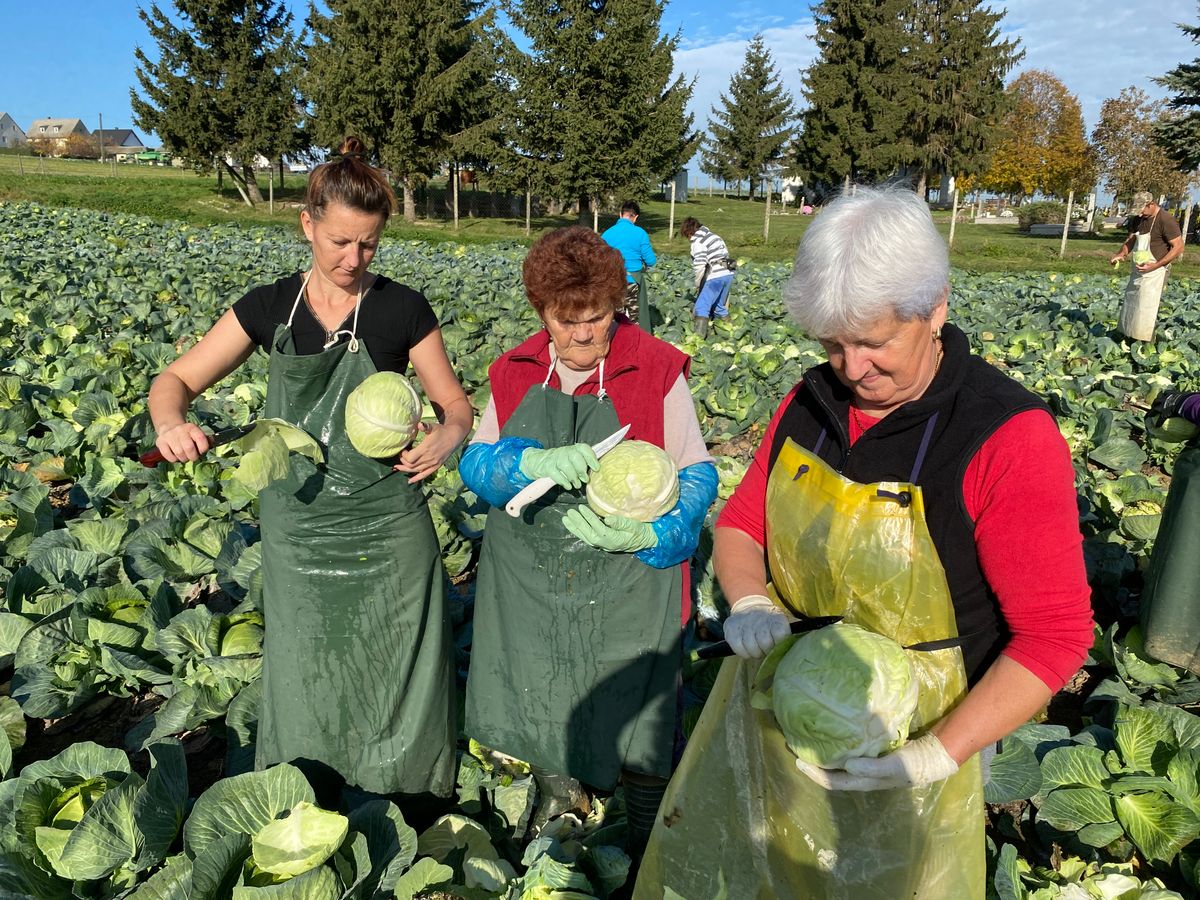 Makadám Georgina, Kovács Józsefné, Kati és Ringhoffer Józsefné, Ani káposztaszedés közben a Bakonyban. Már a töltött káposzta jár a fejükben?