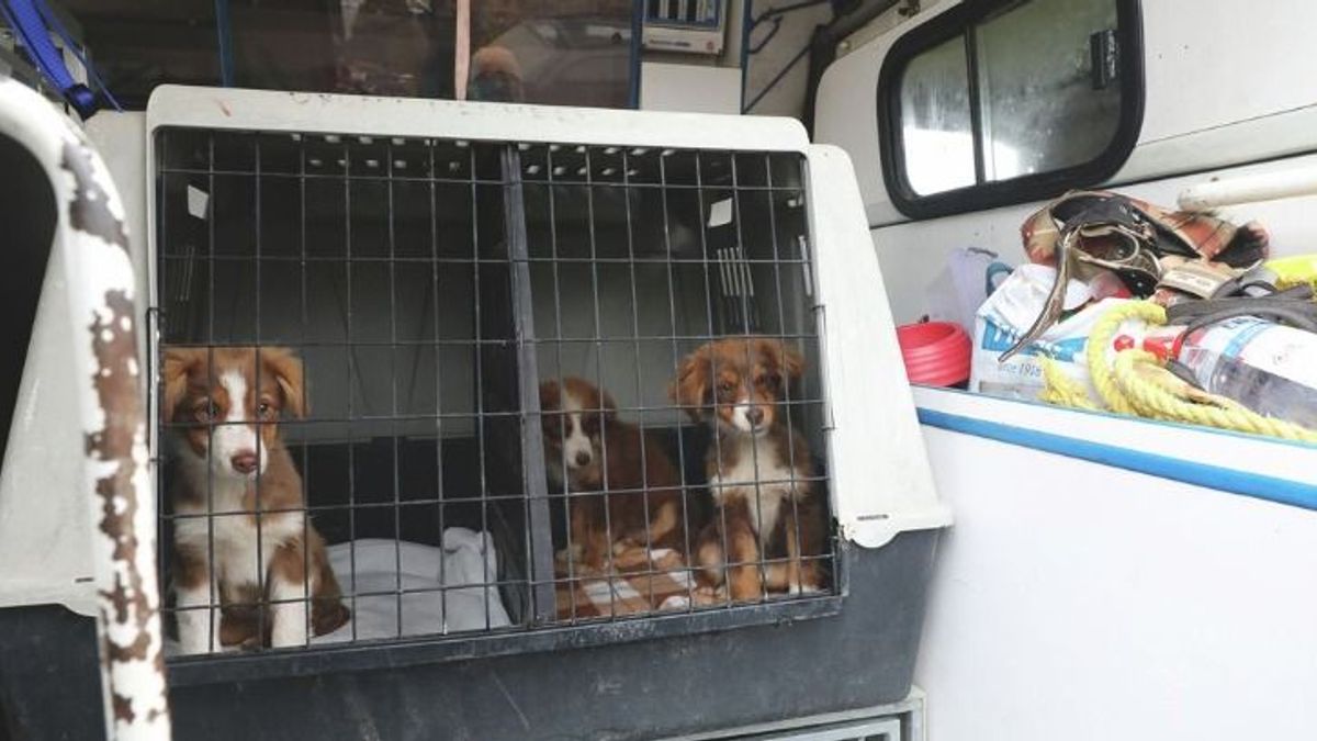 A poklok pokla folytatódik Csönge után is: szétrágott tetemek kerültek elő +fotók, videó