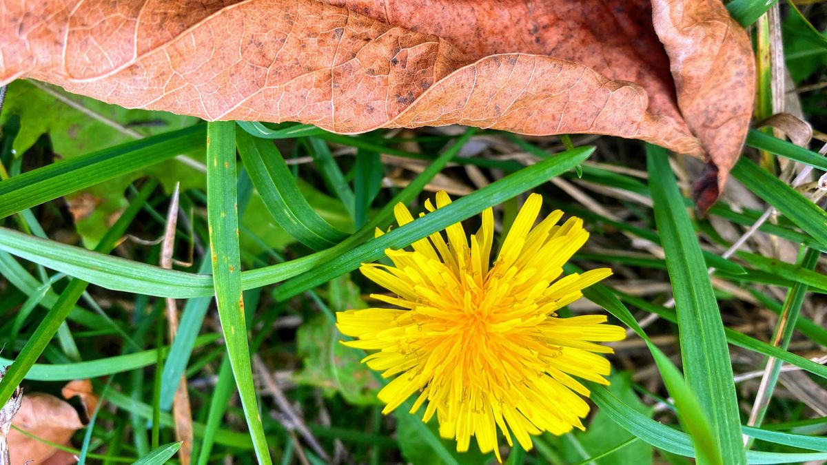 Halász Judit és őszi pitypang – Talán az utolsót búcsúztattuk el a Bakonyban  
