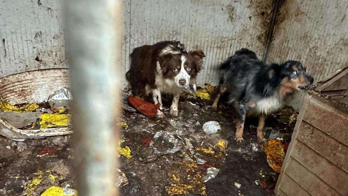 Szabadlábra helyezték a vasi horrortanyák osztrák tulajdonosát