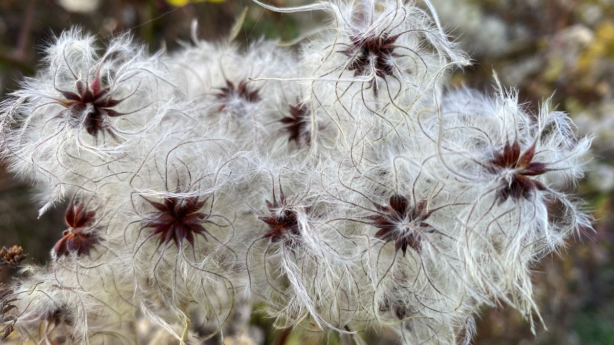 Igazán gyönyörű az idei ősz, a szokásosnál gazdagabb színpalettáról válogatott (képgaléria)