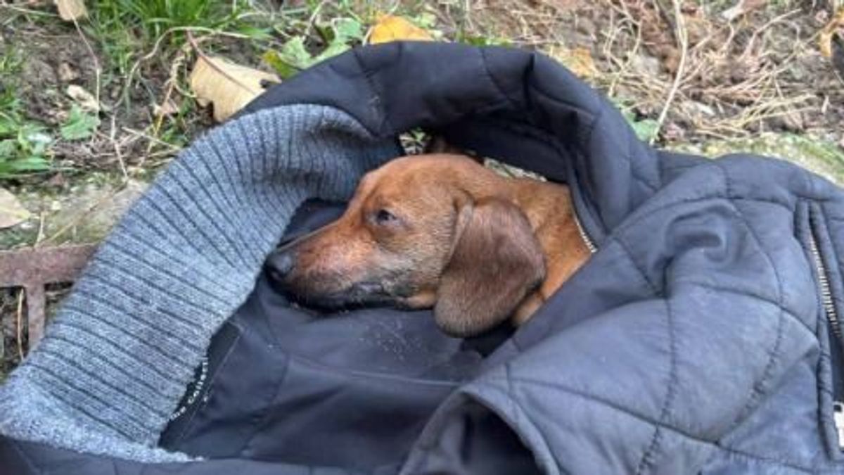 Családi ház gyulladt ki, kiskutyát lélegeztettek a tűzoltók +fotók