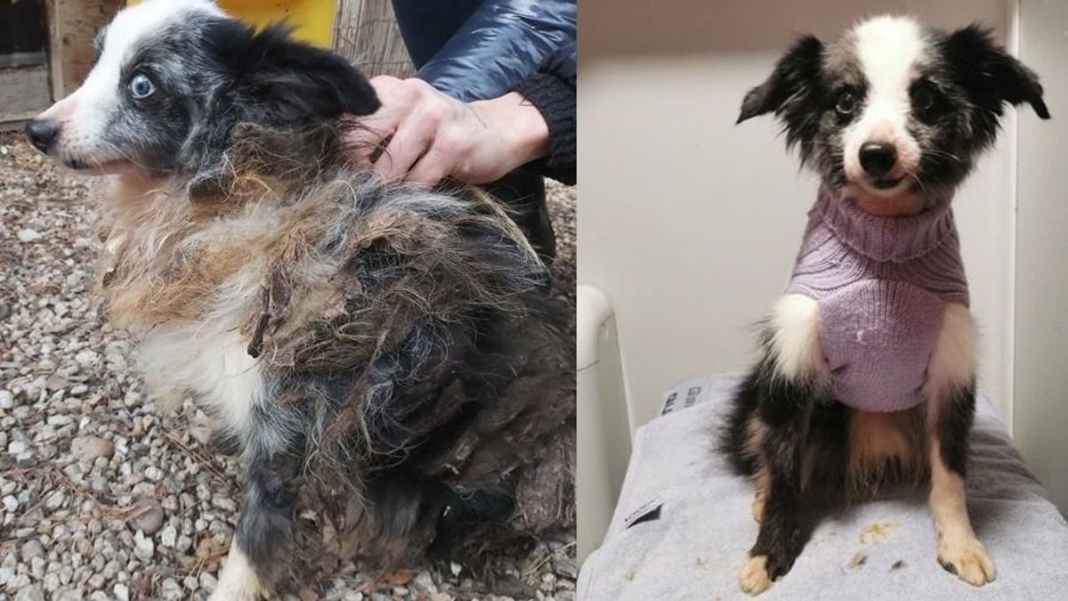 Nézd! Csodát tettek az állatvédők a csöngei horrortanya egyik mentettjével