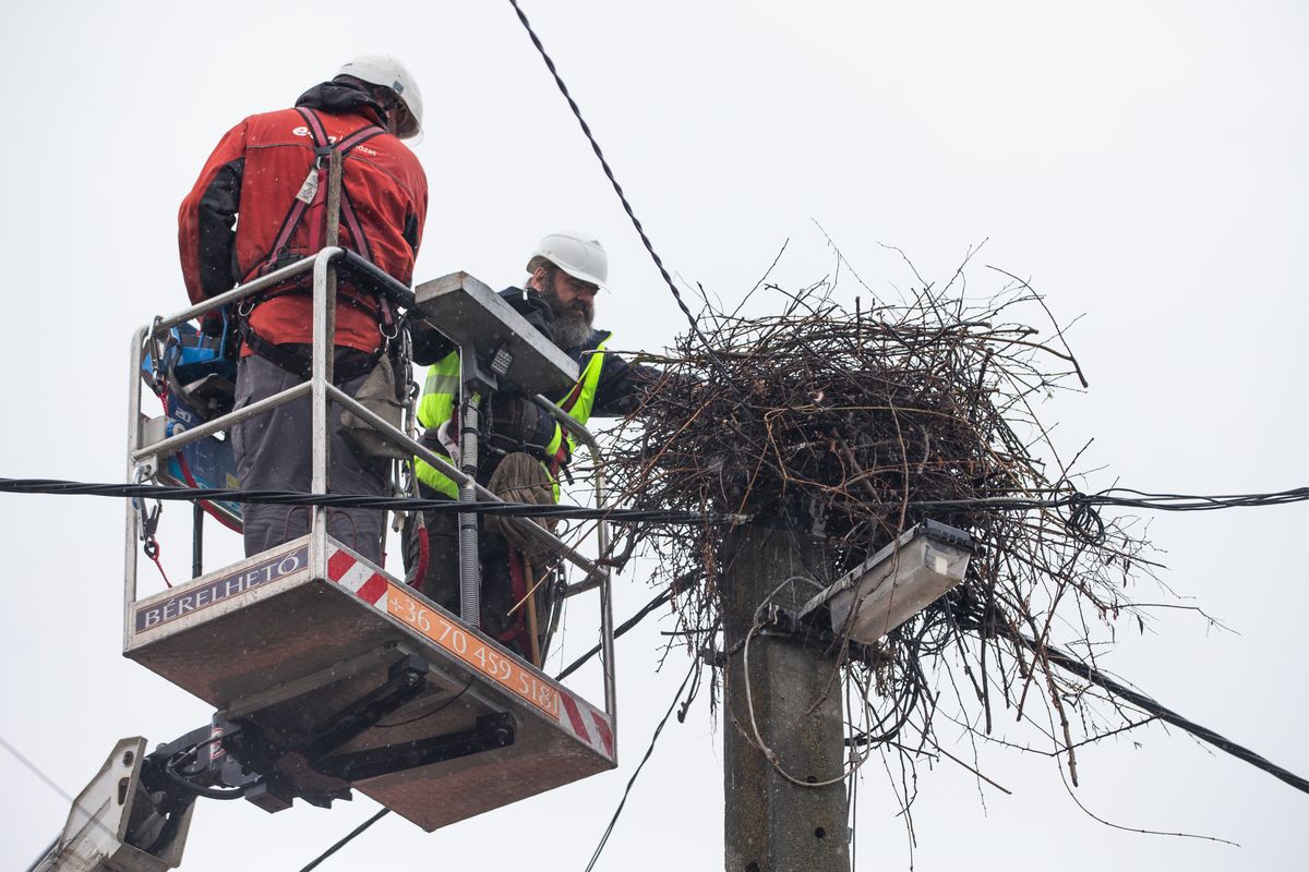3200 fészkelőhely várja a gólyákat