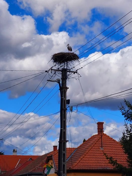 Balatonederics lett a befutó, ide tért vissza az első gólya vármegyénkben