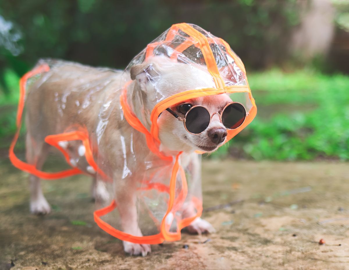 Portrait,Of,Brown,Short,Hair,Chihuahua,Dog,Wearing,Sunglasses,And
időjárás