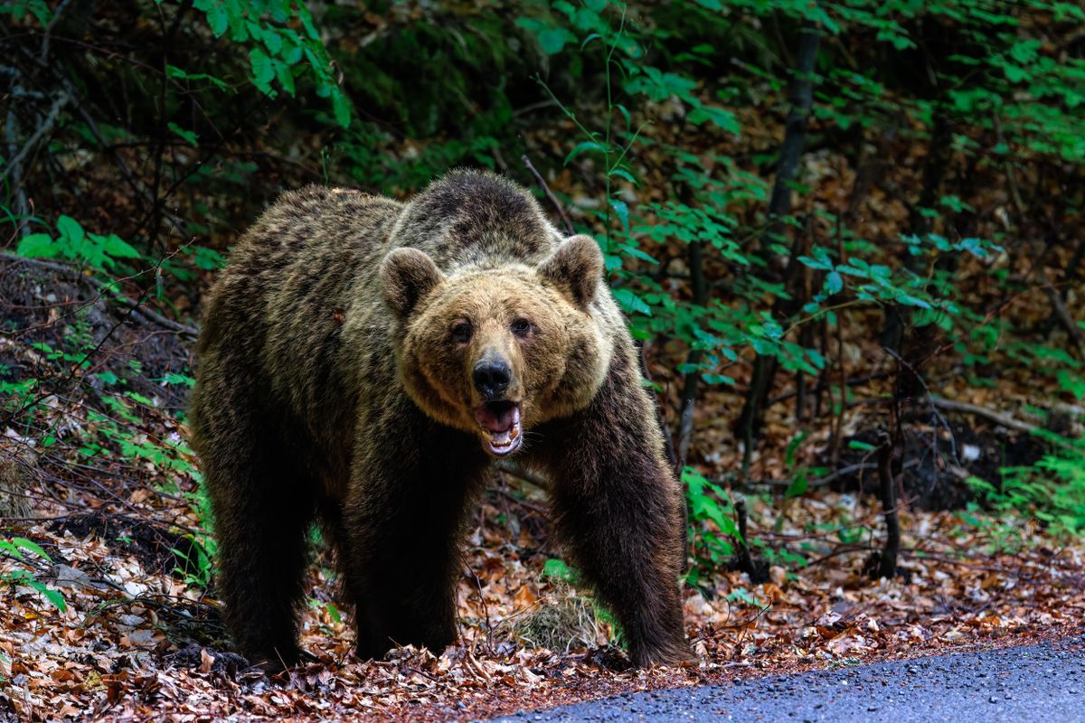 An,Angry,Brown,Bear,In,The,Forest,Near,The,Road
medve