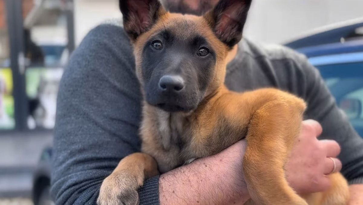 Sisu, a belga juhász rendőrkutya