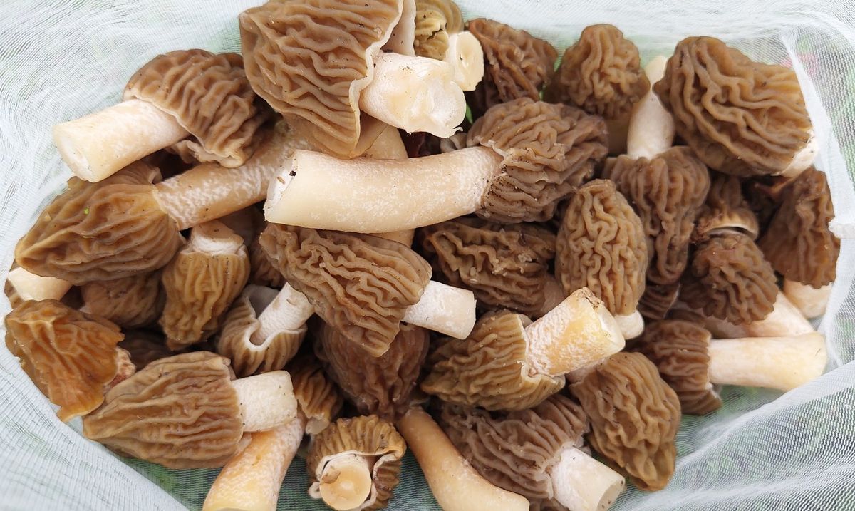 Cseh kucsmagomba már kerülhetett szakértőnk kosarába, de azokat a Kisalföldön találta. A Bakonyban pár hét múlva kereshetünk kucsmagombákat.