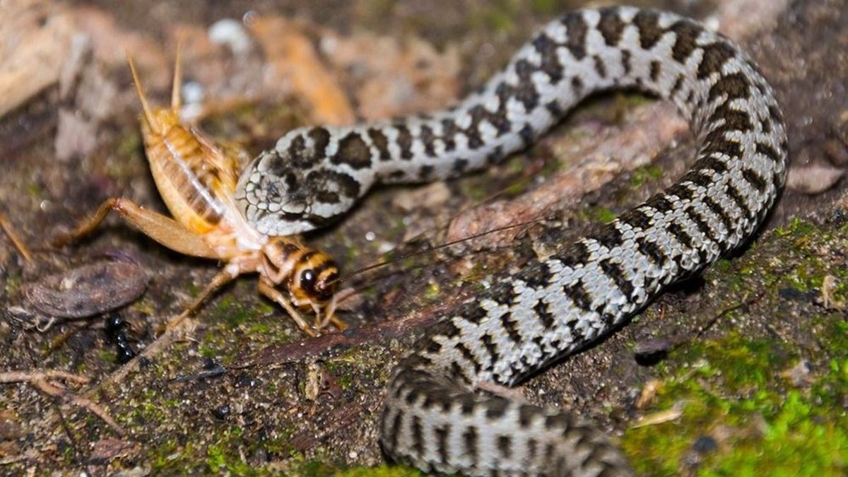Vipera vagy sikló – nem mindegy. A képen rákosi vipera látható. Forrás: Szegedi Vadaspark Facebook-oldala