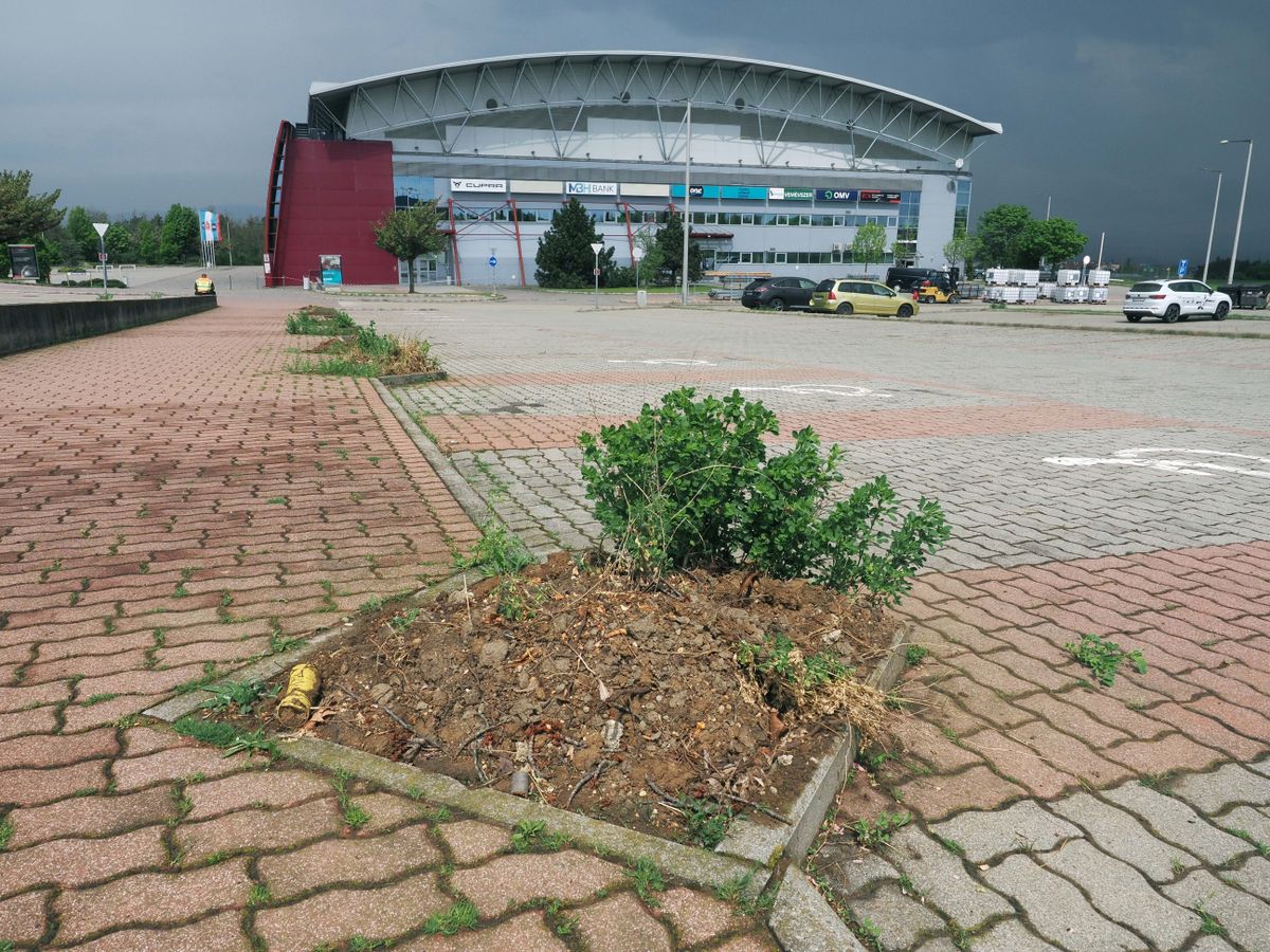 A fák – főként hársak – tömegesen pusztultak a Veszprém Aréna parkolójában, sokukban farontó hangyák telepedtek meg