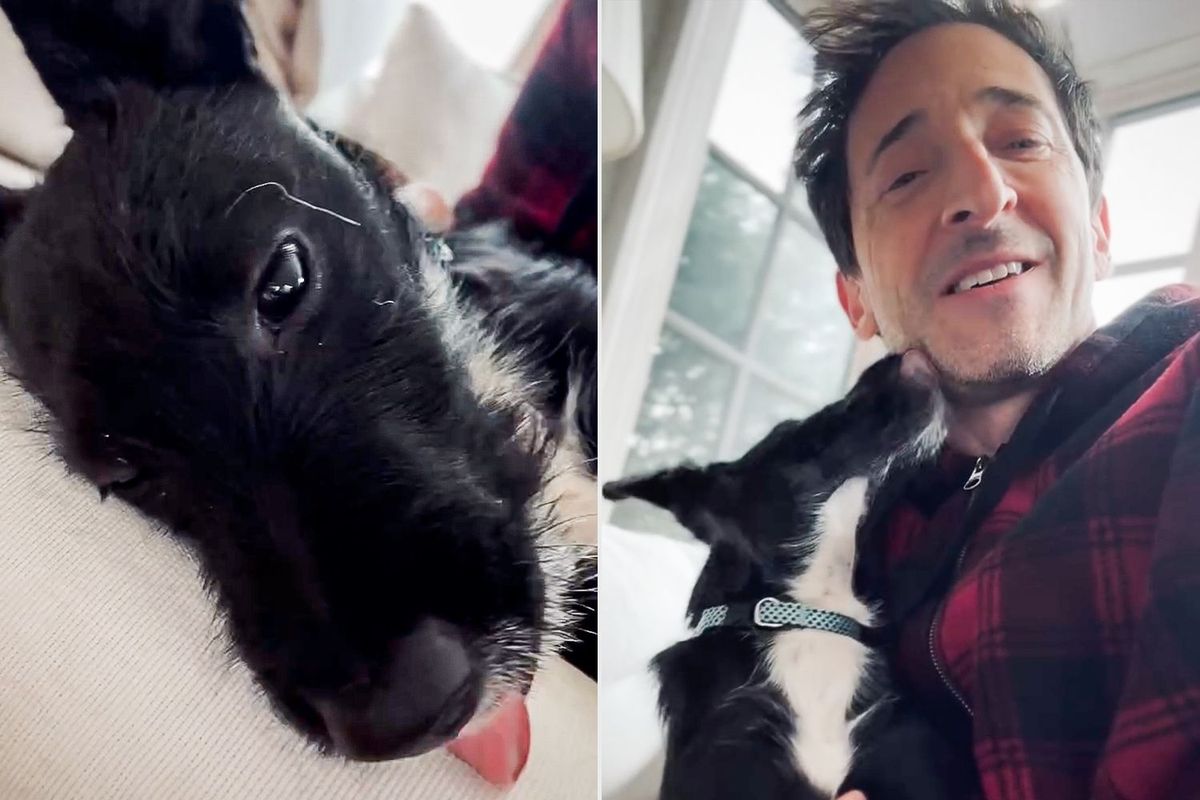 Adrien Brody magyar gyökerei előtt is tiszteleg új kutyájának nevével
