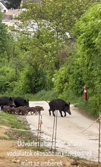 Vaddisznók vonultak Balatonalmádiban