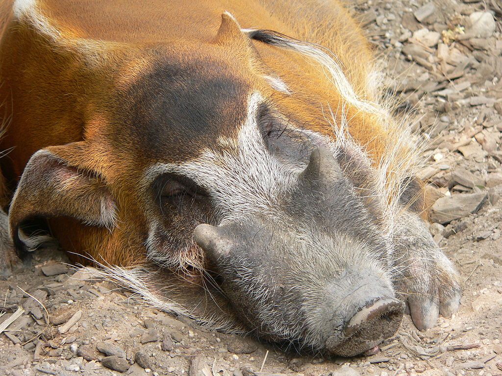 Az ecsetfülű disznók igazi karakterek és mindenki imádja őket
