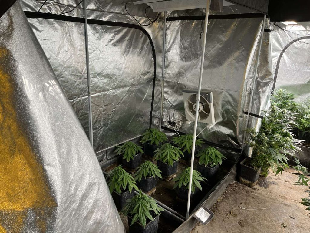 69 fejlett, 56 fejlődésben lévő marihuána egyedet, 18 kilogramm kábítószergyanús zöld növényt, 90,6 gramm fehér port találtak
