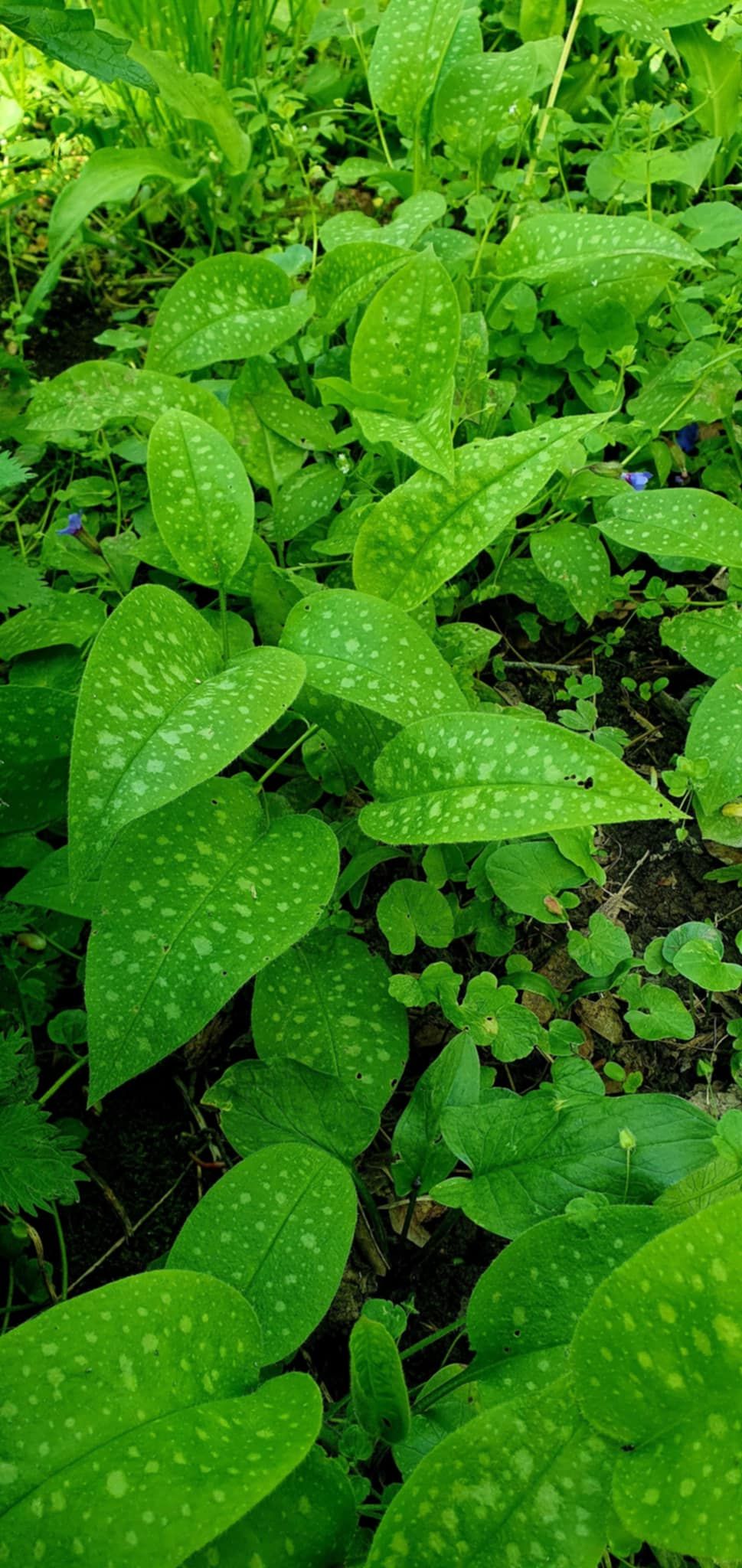 A tüdőfű (Pulmonaria officinalis) nevét onnan kapta, hogy levelei egyes nézetek szerint a tüdő lebenyes szerkezetére emlékeztetnek.