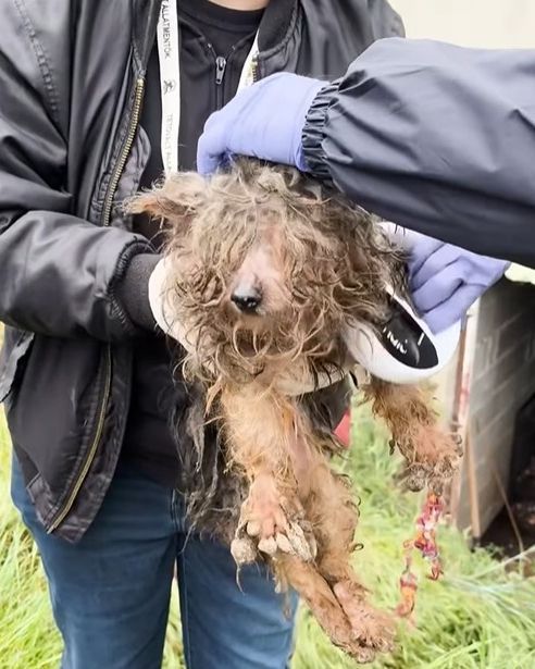 illegális kutyaszaporító telepet lepleztek le az állatvédők